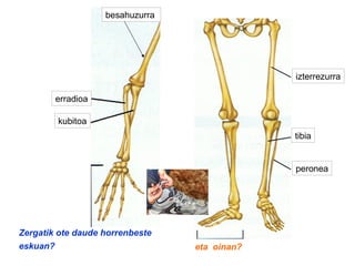 erradioa
kubitoa
izterrezurra
tibia
peronea
Zergatik ote daude horrenbeste
eskuan? eta oinan?
besahuzurra
 
