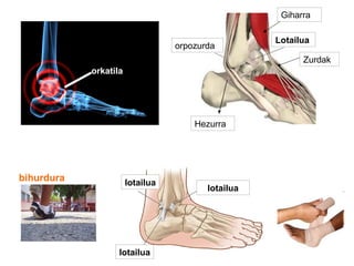 bihurdura
lotailua
lotailua
lotailua
orkatila
Hezurra
Giharra
Zurdak
Lotailua
orpozurda
 