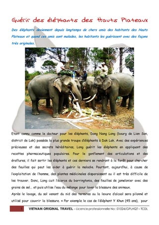 1 VIETNAM ORIGINAL TRAVEL – Licence professionnelle No : 01024/GPLHQT – TCDL
Guérir des éléphants des Hauts Plateaux
Des éléphants deviennent depuis longtemps de chers amis des habitants des Hauts
Plateaux et quand ces amis sont malades, les habitants les guérissent avec des façons
très originales.
Etant connu comme le docteur pour les éléphants, Dang Nang Long (bourg de Lien Son,
district de Lak) possède la plus grande troupe d’éléphants à Dak Lak. Avec des expériences
précieuses et des secrets héréditaires, Long guérit les éléphants en appliquant des
recettes pharmaceutiques populaires. Pour le gonflement des articulations et des
éraflures, il fait sortir les éléphants et ces derniers se rendront à la forêt pour chercher
des feuilles qui peut les aider à guérir la maladie. Pourtant, aujourd’hui, à cause de
l’exploitation de l’homme, des plantes médicinales disparaissent ou il est très difficile de
les trouver. Donc, Long cuit l’écorce du barringtonia, des feuilles de jamelonier avec des
grains de sel… et puis utilise l’eau du mélange pour laver la blessure des animaux.
Après le lavage, du sol venant du nid des termites ou la levure d’alcool sera pilonné et
utilisé pour couvrir la blessure. « Par exemple le cas de l’éléphant Y Khun (45 ans), pour
 