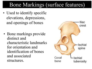Specific Bone Features QUICK guide to Skeletal System- Dr Gurjant Singh (PT) | PPTX