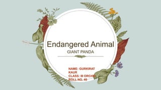 Endangered Animal
GIANT PANDA
NAME: GURKIRAT
KAUR
CLASS: III ORCHID
ROLL NO. 40
 