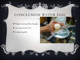 CONCLUSION WATER EGG

 Weight increased like thought

 size increased by 4.5

 Looked squishy
 