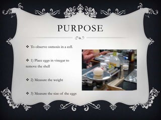 PURPOSE
 To observe osmosis in a cell.


 1) Place eggs in vinegar to
remove the shell


 2) Measure the weight


 3) Measure the size of the eggs
 
