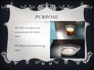 PURPOSE

 4) Place one egg in corn
syrup and place the other in
water



 5) Weigh and measure the egg
again
 