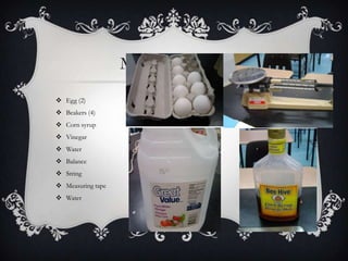 MATERIALS
 Egg (2)
 Beakers (4)
 Corn syrup
 Vinegar
 Water
 Balance
 String
 Measuring tape
 Water
 