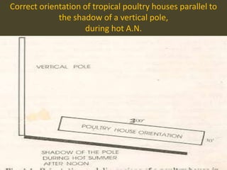 Correct orientation of tropical poultry houses parallel to
the shadow of a vertical pole,
during hot A.N.
 