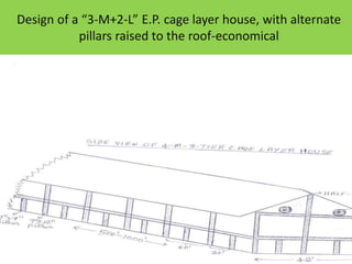 Design of a “3-M+2-L” E.P. cage layer house, with alternate
pillars raised to the roof-economical
 