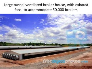 Large tunnel ventilated broiler house, with exhaust
fans- to accommodate 50,000 broilers
 