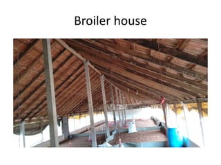Broiler house
 