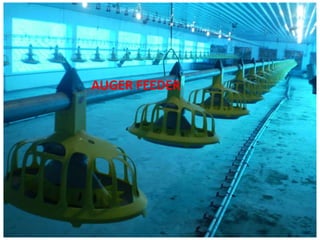 AUGER FEEDER
 