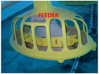 FEEDER
 