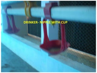 DRINKER- NIPPLE WITH CUP
 
