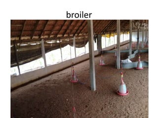 broiler
 