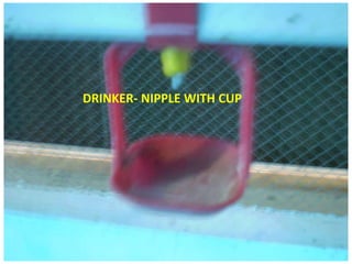 DRINKER- NIPPLE WITH CUP
 