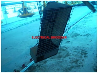 ELECTRICAL BROODER
 
