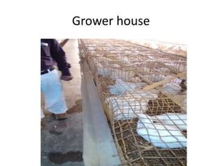 Poultry Housing