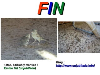 FFIINN
Fotos, edición y montaje :
Emilio Gil (unjubilado)Emilio Gil (unjubilado)
Blog :Blog :
http://www.unjubilado.info/http://www.unjubilado.info/
 