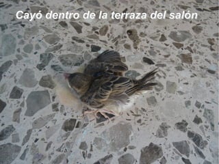 Cayó dentro de la terraza del salónCayó dentro de la terraza del salón
 