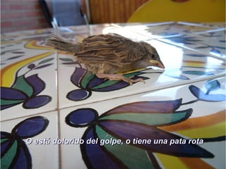 O está dolorido del golpe, o tiene una pata rotaO está dolorido del golpe, o tiene una pata rota
 