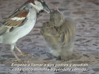 Empezó a llamar a sus padres y acudíanEmpezó a llamar a sus padres y acudían
cada cinco minutos trayéndole comida.cada cinco minutos trayéndole comida.
 