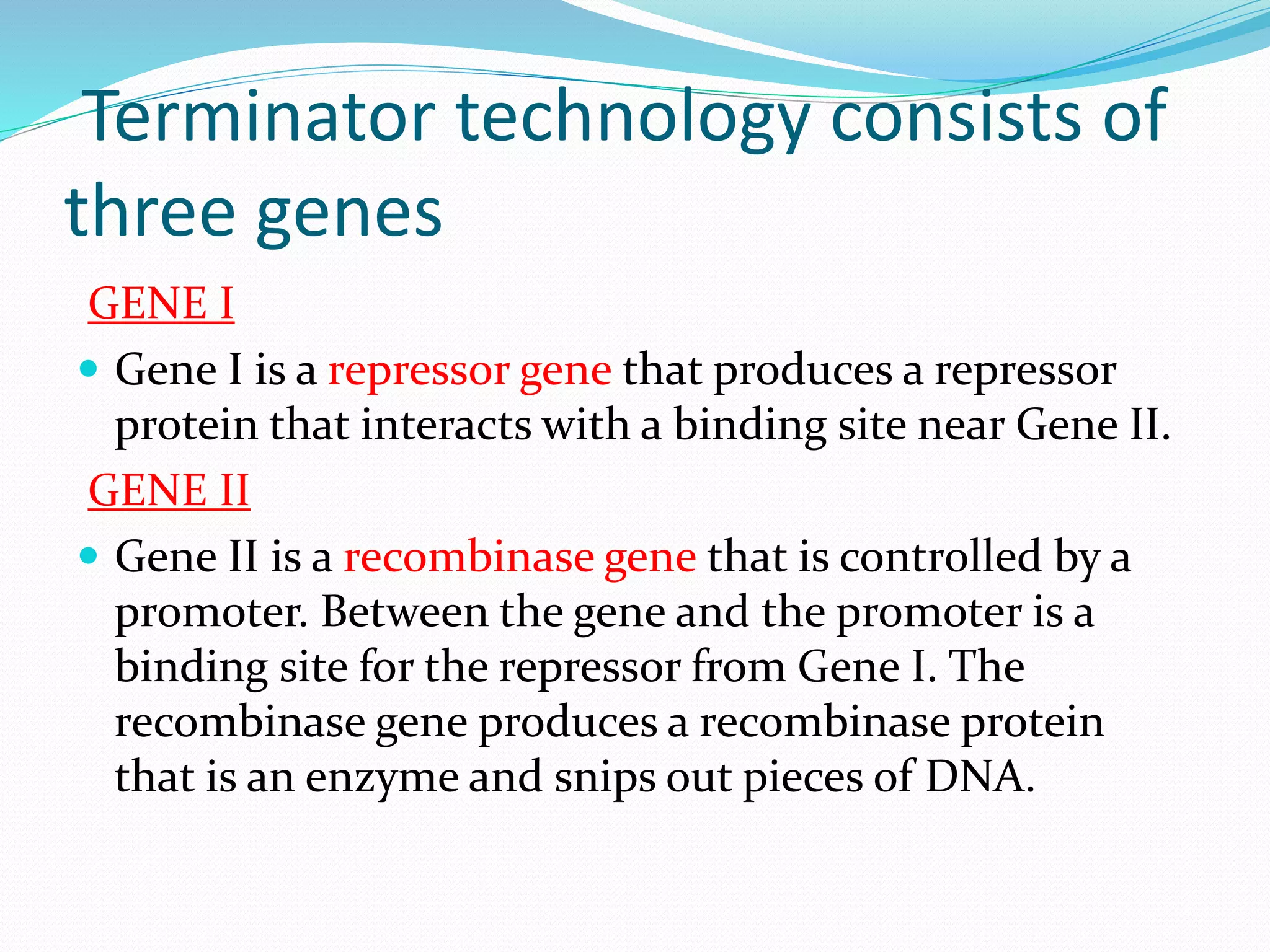 Terminator technology consists of
three genes
GENE I
 Gene I is a repressor gene that produces a repressor
protein that interacts with a binding site near Gene II.
GENE II
 Gene II is a recombinase gene that is controlled by a
promoter. Between the gene and the promoter is a
binding site for the repressor from Gene I. The
recombinase gene produces a recombinase protein
that is an enzyme and snips out pieces of DNA.
 