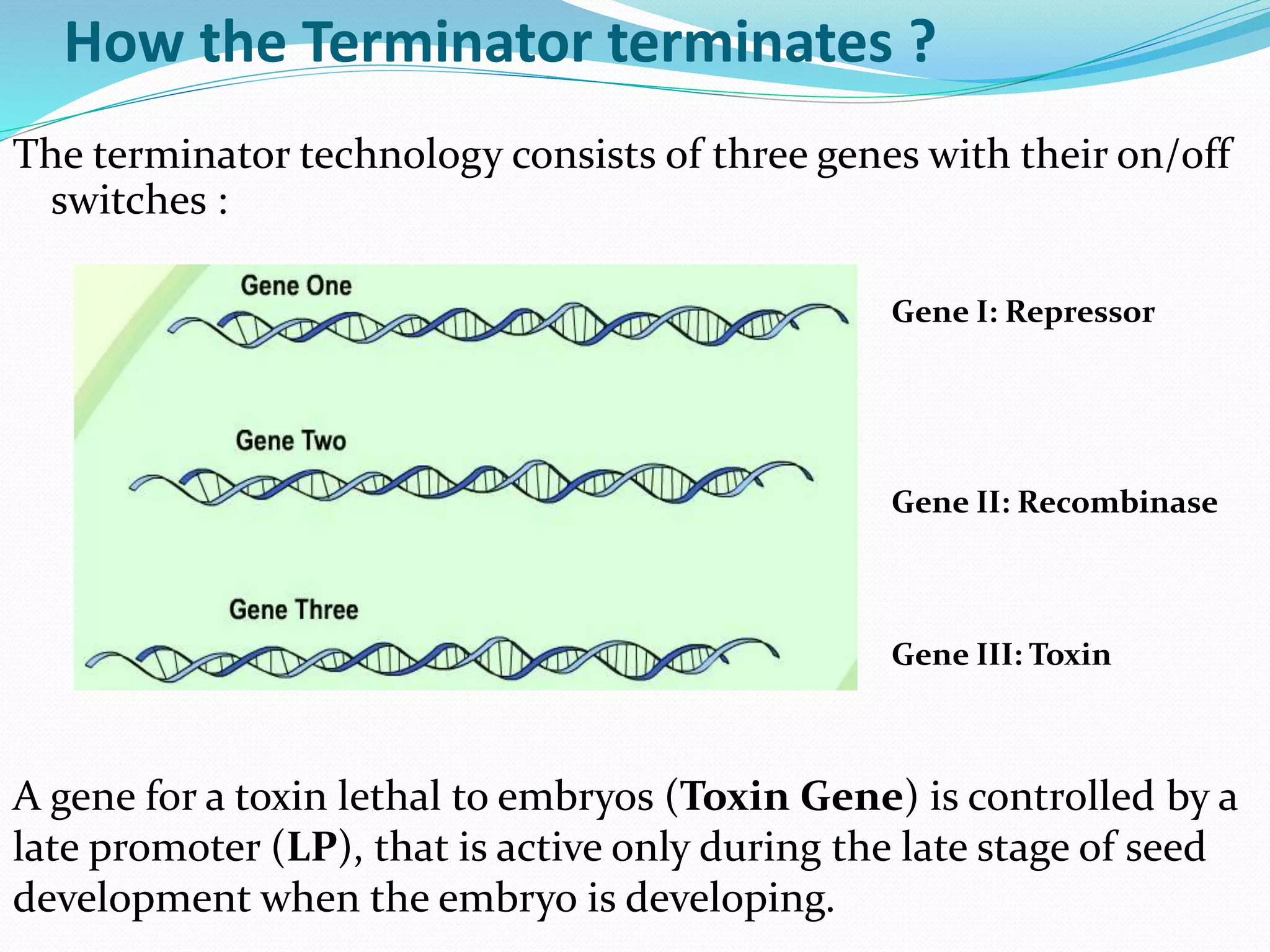How the Terminator terminates ?
The terminator technology consists of three genes with their on/off
switches :
Gene I: Repressor
Gene II: Recombinase
Gene III: Toxin
A gene for a toxin lethal to embryos (Toxin Gene) is controlled by a
late promoter (LP), that is active only during the late stage of seed
development when the embryo is developing.
 