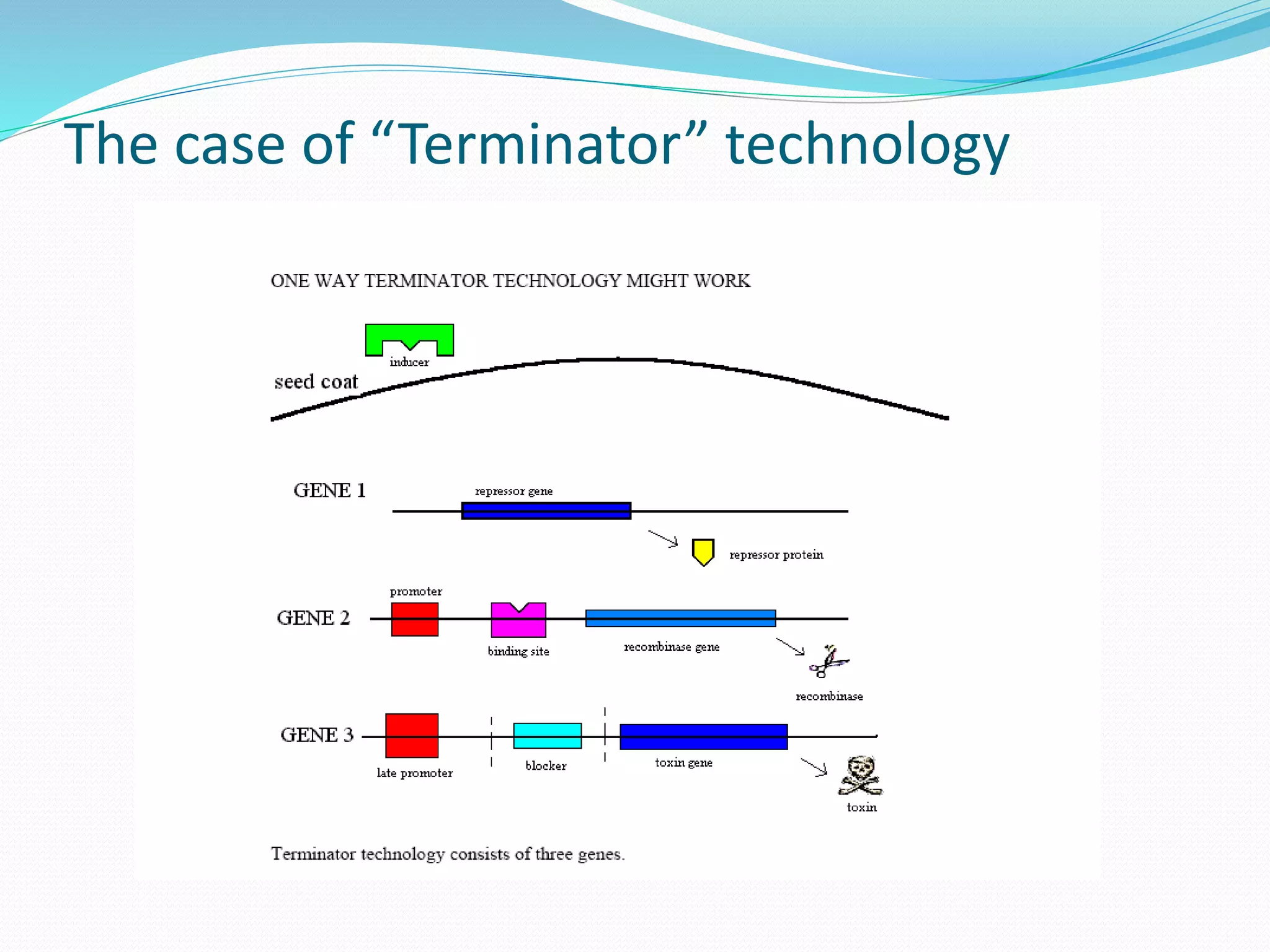 The case of “Terminator” technology
 