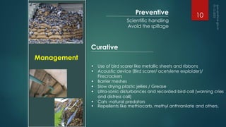• Use of bird scarer like metallic sheets and ribbons
• Acoustic device (Bird scarer/ acetylene exploider)/
Firecrackers
• Barrier meshes
• Slow drying plastic jellies / Grease
• Ultra-sonic disturbances and recorded bird call (warning cries
and distress call)
• Cats -natural predators
• Repellents like methiocarb, methyl anthranilate and others.
Management
Preventive
Curative
Scientific handling
Avoid the spillage
10
 