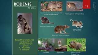 RODENTS
To gnaw
Black rat - Rattus rattus
Brown rat - Rattus norvegicus
House mouse -
Mus musculus
Indian mole-rat/ Lesser bandicoot rat-
Bandicota bengalensis Indian gerbil - Tatera indica
Basis of their shelter, rats
can broadly be
divided in to two
groups.
A. House rats
B. Field rats
Squirrels Chipmunks Woodchucks/
Groundhog
11
 