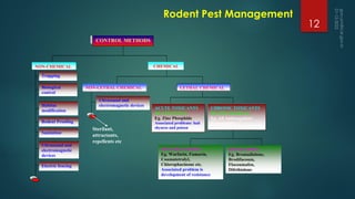 Rodent Pest Management
CONTROL METHODS
NON-CHEMICAL CHEMICAL
NON-LETHAL CHEMICAL LETHAL CHEMICAL
Ultrasound and
electromagnetic devices
ACUTE TOXICANTS
DEATH QUICK
Eg. Zinc Phosphide
Associated problems: bait
shyness and poison
aversion
CHRONIC TOXICANTS
DEATH GRADUAL
Eg. All Anticoagulant
Rodenticides
MULTIPLE DOSES
Eg. Warfarin, Fumarin,
Coumatetralyl,
Chlorophacinone etc.
Associated problem is
development of resistance
SINGLE DOSE
Eg. Bromadiolone,
Brodifacoum,
Flocoumafen,
Difethialone
Trapping
Biological
control
Habitat
modification
Ultrasound and
electromagnetic
devices
Rodent Proofing
Sanitation
Electric fencing
Sterilant,
attractants,
repellents etc
12
 