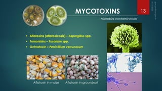 ▪ Aflatoxins (aflatoxicosis) – Aspergillus spp.
▪ Fumonisins – Fusarium spp.
▪ Ochratoxin – Penicillium verrucosum
MYCOTOXINS
Microbial contamination
Aflatoxin in maize Aflatoxin in groundnut
13
 