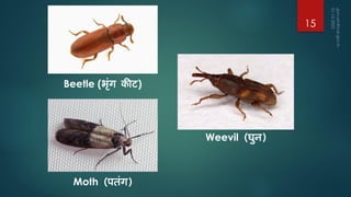 Moth (पतंग)
Weevil (घुन)
Beetle (भंग कीट)
15
 