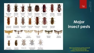 Major
insect pests
https://www.frontiersin.org/files/Articles/99
3341/fsufs-06-993341-HTML-
r1/image_m/fsufs-06-993341-t001.jpg
16
 