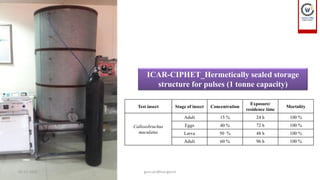 ICAR-CIPHET_Hermetically sealed storage
structure for pulses (1 tonne capacity)
Test insect Stage of insect Concentration
Exposure/
residence time
Mortality
Callosobruchus
maculatus
Adult 15 % 24 h 100 %
Eggs 40 % 72 h 100 %
Larva 50 % 48 h 100 %
Adult 60 % 96 h 100 %
01-12-2022 guru.pn@icar.gov.in
 