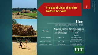 Storage
Required moisture
content
for safe storage
Potential problems
if requirement not
met
2 to 3 weeks 14–18 %
Molds,
discoloration,
respiration loss
8 to 12 months 12–13 % Insect damage
more than 1 year 9% or less Loss of viability
Rice
Safe storage conditions for grain
Proper drying of grains
before harvest
6
 