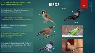 BIRDS
Aves
1. Old world and new world sparrows - Passer
spp. (Passeridae: Passeriformes)
2. Laughing dove - Spilopelia senegalensis
(Columbidae: Columbiformes)
3. Common myna or Indian myna -
Acridotheres tristis (Sturnidae: Passeriformes)
4. Pigeon - Columba livia (Columbidae:
Columbiformes)
5. Rose Ringed/ ring-necked Parakeet-
Psittacula krameri (Psittaculidae:
Psittaciformes)
6. House crow/ Indian, grey necked, Ceylon or
Colombo crow - Corvus splendens (Corvidae:
Passeriformes)
2
5
6
1
3
4
9
 