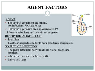 AGENT FACTORS 
AGENT 
• Ebola virus contain single-strand, 
noninfectious RNA genomes. 
• Ebolavirus genomes are approximately 19 
kilobase pairs long and contain seven genes 
RESERVIOR OF INFECTION 
• Fruit Bats. 
• Plants, arthropods, and birds have also been considered. 
SOURCE OF INFECTION 
• The most infectious body fluids are blood, feces, and 
vomitus. 
• Also urine, semen, and breast milk. 
• Saliva and tears 
 