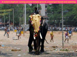 A violent elephant running around temple ground, crowed got feared and watching

 