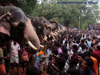 Jumbos relish feast at Thrissur

 