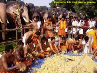 Anayoottu: It is feast time for jumbos

 