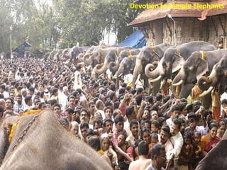 Devotion to Temple Elephants
Devotion to Temple Elephants

 