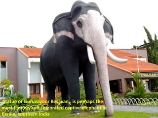 Statue of Guruvayoor Kesavan, is perhaps the
most famous and celebrated captive elephant in
Kerala, southern India

 