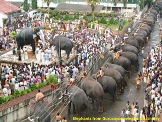Elephants from Guruvayoor elephant Sacntury

 