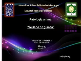 01/07/2013
Titular de la materia
Mvz. Fernando R.
Alumna:
JazmínV.
Gusano de guinea
 