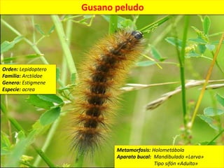 Gusano peludo (Estigmene acrea) | PPTX