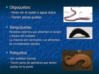Oligoquetos: - Viven en el suelo o agua dulce - Tienen pocas quetas Sanguijuelas: - Parásitos externos que absorben la sangre  y fluidos del huésped - La mayoría son carnívoros y se alimentan  de invertebrados blandos Poliquetos - Son anélidos marinos - Tienen pares de apéndices que tienen  quetas en la punta 