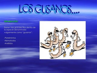 Introducción: Existen tres grandes filos dentro de la especie denominada vulgarmente como “gusanos”: -Platelmintos -Nematodos -Anélidos LOS GUSANOS.... 