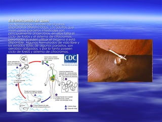 d. El Intercambio de gases Los Nematodos carecen de órganos respiratorios diferenciados. Los adultos que viven como parásitos intestinales son principalmente anaerobios, en ellos falta el ciclo de Krebs y el sistema de citocromos, pero todos pueden utilizar el oxígeno si está disponible. Algunos Nematodos de vida libre y los estados libres de algunos parásitos, son aerobios obligados, y por lo tanto poseen ciclo de Krebs y sistema de citocromos. 