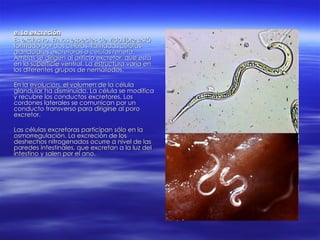 e. La excreción Es exclusivo. En las especies de vida libre está formado por dos células, llamadas  células glandulares excretoras  o  células reneta . Ambas se dirigen al orificio excretor, que está en la superficie ventral. La estructura varía en los diferentes grupos de nemátodos. En la evolución, el volumen de la célula glandular ha disminuido. La célula se modifica y recubre los conductos excretores. Los cordones laterales se comunican por un conducto transverso para dirigirse al poro excretor. Las células excretoras participan sólo en la osmorregulación. La excreción de los deshechos nitrogenados ocurre a nivel de las paredes intestinales, que excretan a la luz del intestino y salen por el ano. 