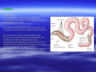 Anélidos: a. Qué son. Los anélidos son un gran filo de animales invertebrados de aspecto vermiforme y cuerpo segmentado en anillos. El cuerpo de los anélidos está compuesto por numerosos metámeros o anillos similares entre sí. Se han descrito unas 16.500 especies que incluyen los gusanos marinos (poliquetos), las lombrices de tierra (oligoquetos) y las sanguijuelas (hirudíneas). Se encuentran en la mayoría de los ambientes húmedos, e incluyen especies terrestres, de agua dulce y especialmente marinas. Su longitud va desde menos de un milímetro hasta más de 3 metros. 